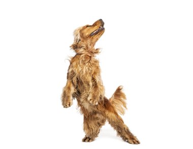 Çapkın cocker spaniel kirli pençeleri ile arka ayakları üzerinde duruyor, umutla bakıyor, beyaz arka planda izole