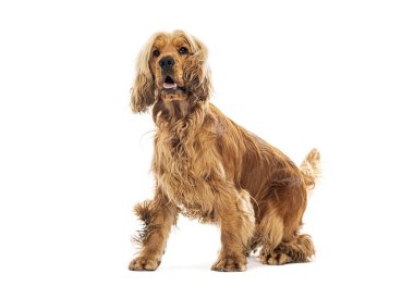 Çamurlu patileri olan sevimli İngiliz cocker spaniel beyaz bir arka planda oturuyor ve meraklı görünüyor