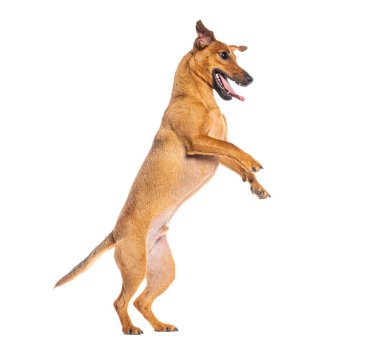 Oyuncu kahverengi köpek arka ayakları üzerinde duruyor, beyaz arka planda izole edilmiş.