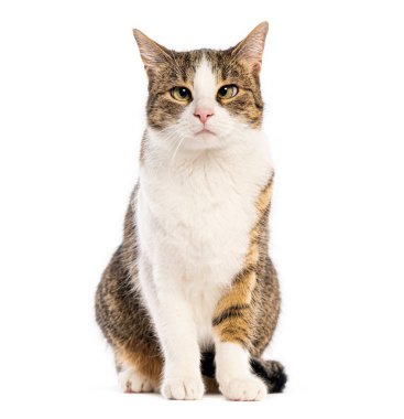 Melez kedi oturuyor ve bakıyor, şaşı gözlerle, beyaz arka planda izole edilmiş.