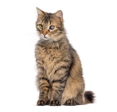 Bir gözü kör kedi yavrusu oturur ve uzaklara bakar, beyaz üzerine izole edilmiş.
