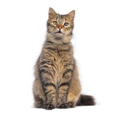 Bir gözü kör kedi beyaz bir arka planda oturuyor ve poz veriyor.