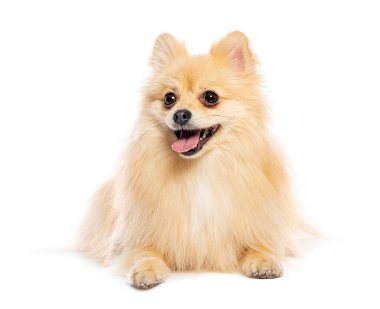 Sevimli Pomeranian köpeği uzanmış, soluk soluğa, ve pürüzsüz beyaz bir arka planda mutlu görünüyor