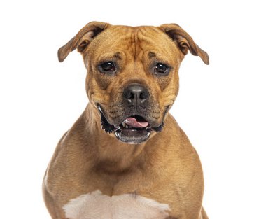 Amerikan personeli teriyeri soluk soluğa ve beyaz arka planda ileriye bakıyor.