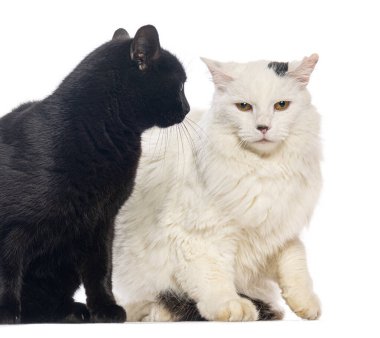 Beyaz arka planda beyaz bir kedinin kokusunu alan siyah kedi, evcil hayvanlar.