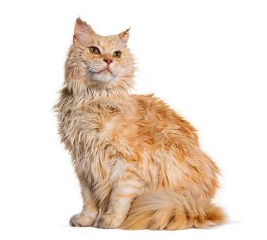 Zencefilli zencefilli zencefilli zencefilli rakun kedinin beyaz arka planda oturup bakışlarını çekimleri.