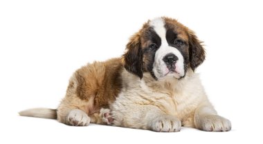 Beyaz bir arka planda dinlenen sevimli Aziz Bernard yavrusu