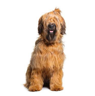 Beyaz arka planda oturan sevimli Briard Dog 'un stüdyo fotoğrafı.