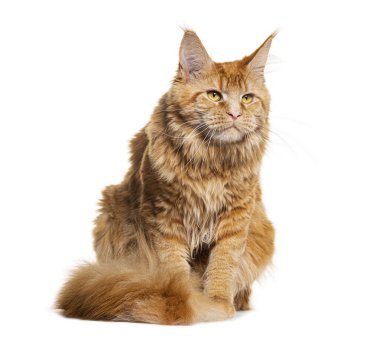 Kırmızı Maine Rakunu 'nun beyaz arka planda oturup bakışlarını kaçırdığı bir stüdyo resmi.