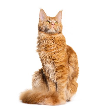 Kızıl saçlı sevimli zenci kedi beyaz arka planda oturuyor ve dik dik bakıyor.