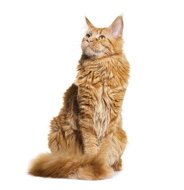 Sevimli kızıl saçlı rakun kedisi beyaz arka planda oturuyor ve dik dik bakıyor.