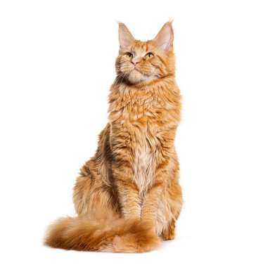 Zencefilli Maine Coon Cat 'in beyaz tenli bir stüdyo fotoğrafı.