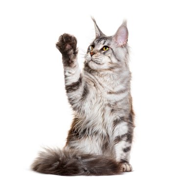 Gümüş renkli tekir rakun kedisi beyaz arka planda izole bir şekilde oturuyor ve patilerini kaldırıyor.