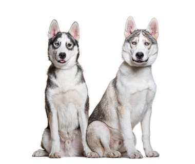 Yan yana oturan iki Sibiryalı kurt, beyaz bir arka planda soluk soluğa