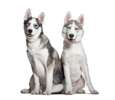 İki Sibiryalı köpek yavrusu birlikte oturuyor ve soluk soluğa, beyaz bir arka planda izole edilmiş.