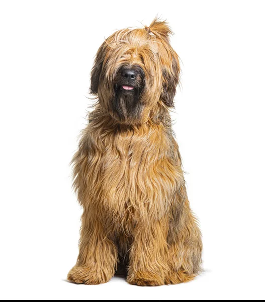 Sevimli briard köpeği oturuyor ve nefes nefese, beyaz bir arka planda kendine özgü at kuyruğu saç stilini sergiliyor.