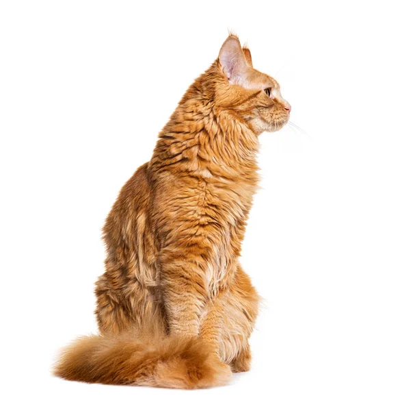 Zencefilli Zencefilli Zencefilli Zencefilli Zencefilli Zencefilli Zencefil Kedi 'nin beyaz arka planda oturup...