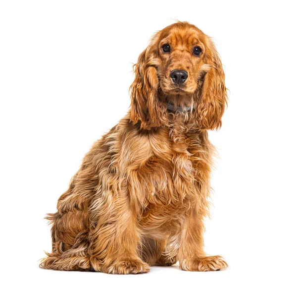 Sevimli İngiliz cocker spanyel beyaz arka planda izole bir şekilde oturuyor ve dikkatli görünüyor.