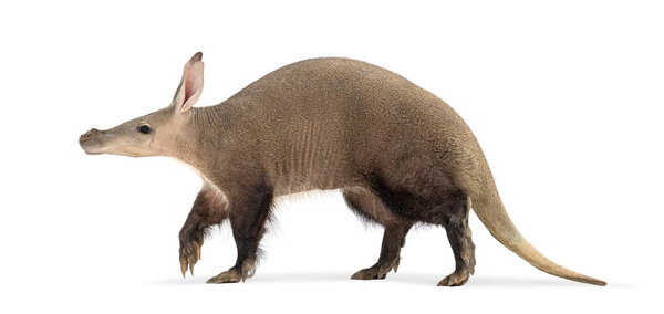 Side view of an aardvark, orycteropus afer, walking on a white background
