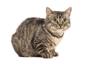 Sevimli tekir Avrupalı kedi oturuyor ve etkileyici bakışlarıyla beyaz bir arka plana bakıyor.