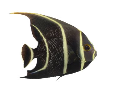 Yetişkin Fransız melek balığı, pomacanthus paru, beyaz arka planda zarifçe yüzüyor.