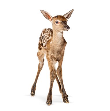 Kızıl geyik yavrusu, Cervus Elaphus, doğumdan birkaç saat sonra, beyazın üzerinde tek başına duruyor.