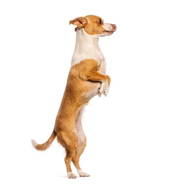 Arka ayakları üzerinde duran sevimli küçük köpek, beyaz arka planda izole edilmiş.