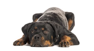 Rottweiler köpeği beyaz arka planda yatıyor, başını yere yaslıyor.