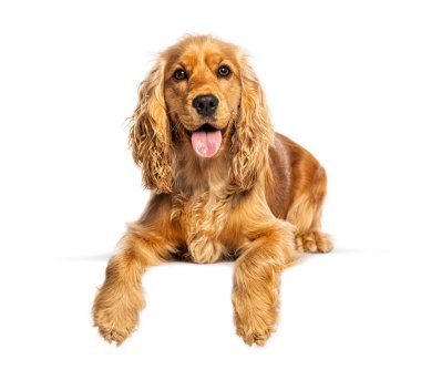 Tatlı İngiliz cocker spanyel stüdyo çekimi beyaz arka planda dil ile dışarı uzanmış