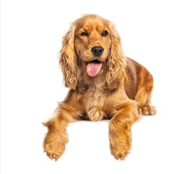 Güzel İngiliz cocker spaniel 'inin stüdyo çekimi. Beyaz arka planda izole edilmiş, dilinden dışarı fırlamış.