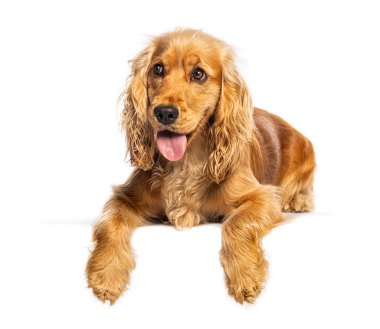 Altın İngiliz cocker spaniel köpek uzanmış, nefes nefese ve dilini uzatarak