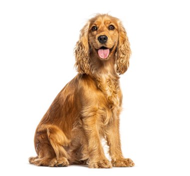 Mutlu İngiliz cocker spaniel köpek beyaz arka planda yalnız oturuyor ve nefes nefese.