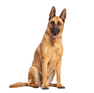 Belçika çoban köpeği oturma ve nefes nefese, üzerinde beyaz izole