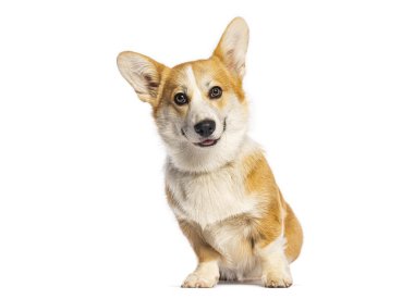 Beyaz bir arka planda izole bir şekilde oturup nefes nefese kalmış şirin bir Galli Corgi Pembroke 'un stüdyo çekimi.