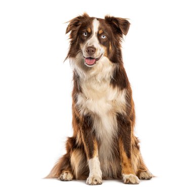 Mutlu Avustralyalı çoban köpekleri oturur ve soluk soluğa kalır, beyaz arka planda izole.