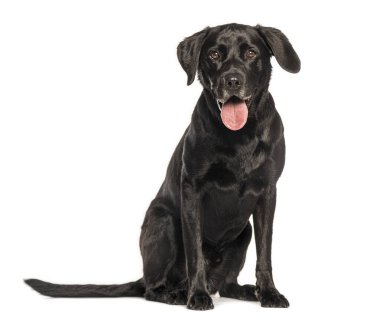 Siyah labrador Retriever 'ın beyaz arka planda otururken ve nefes nefese kalırken çekilmiş güzel bir fotoğrafı.