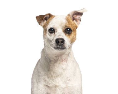 Büyüleyici melez köpek sakince oturuyor ve temiz beyaz bir arka plana karşı eşsiz özelliklerini sergiliyor.