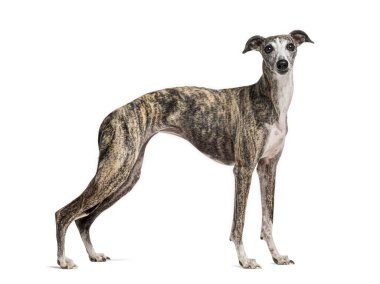 Kırbaç köpeği beyaz bir arka planda ayakta ve ileriye bakıyor