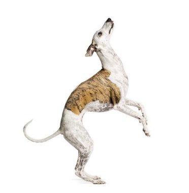 Whippet arka ayaklarının üzerinde duruyor ve yukarı bakıyor, beyaz üzerinde izole.
