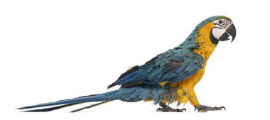 Genç mavi ve sarı papağan - ara ararauna - beyaz arka planda yürüyor