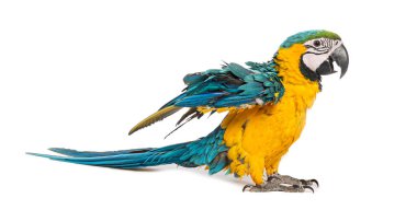 Beyaz arkaplanda renkli tüyler gösteren sekiz aylık mavi ve sarı bir papağan.