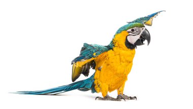 Sekiz aylık mavi ve sarı papağan, ara ararauna, kanatlarını uzatıyor, beyaz üzerine izole edilmiş.