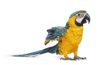 Mavi, sarı ve yeşil tüylü genç bir papağan beyaz bir arkaplanda duruyor.