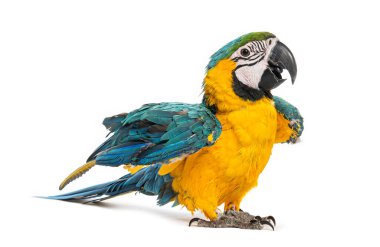 Sekiz aylık mavi ve sarı papağan - ara ararauna - beyaz kanatları açık duruyor.