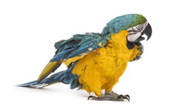 Sekiz aylık mavi ve sarı papağan, ara ararauna, canlı tüylerini kabartıyor.