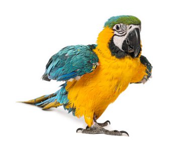 Genç papağan, beyaz arka planda parlak mavi, sarı ve yeşil tüylerini gösteriyor.