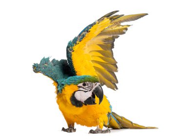 Sekiz aylık mavi ve sarı papağan - ara ararauna - kanatlarını beyaz arka planda çırpıyor