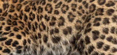 Amur leopar kürkü arka plan veya tekstil tasarımı için doğal desenli bir doku oluşturur