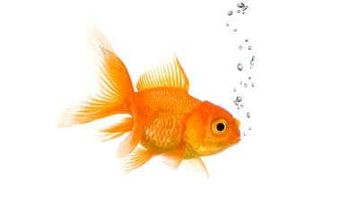 Japon balıkları baloncuklu beyaz arka planda izole bir şekilde yüzüyor