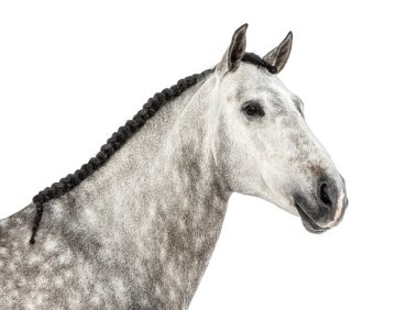 Beyaz arka planda örülmüş yelesi olan Endülüs atı başı ve boynu